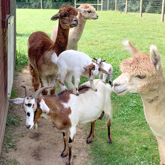 Meet your Posher, MandyMay - Picture 3 of 3